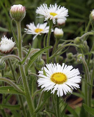 Erigeron glabellus | Nora's Perennials