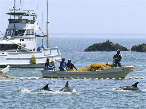 Dolphin hunting season begins again in Japanese cove made famous by bloody documentary - ABC News