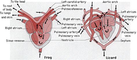 Frog Heart Diagram Back View