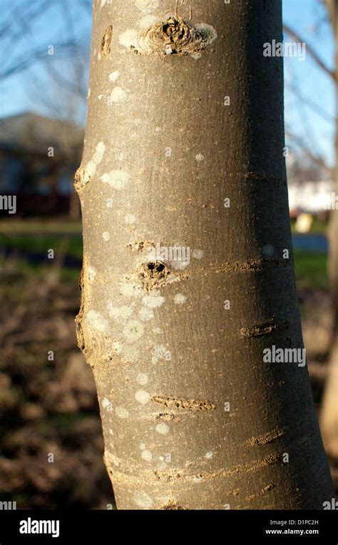 Ash tree bark hi-res stock photography and images - Alamy