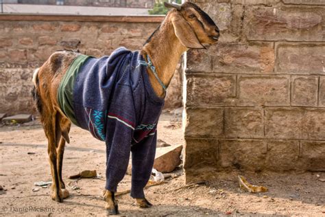 World's Most Stylish Goat in Jodhpur, India