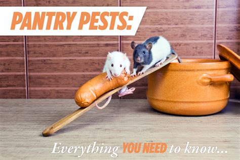 Pantry Pests Ɩ Cure All Pest Control Ɩ Brisbane