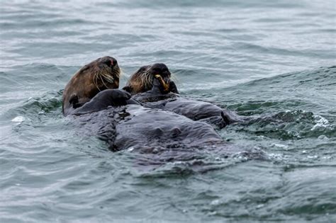 Premium Photo | Sea otters swimming in sea