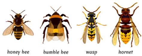 Wasp Vs Hornet Sting