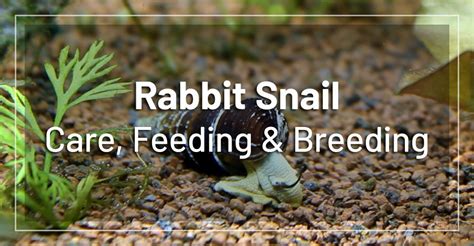 Rabbit Snail - Care, Feeding, Tank Mates & Breeding (Video)