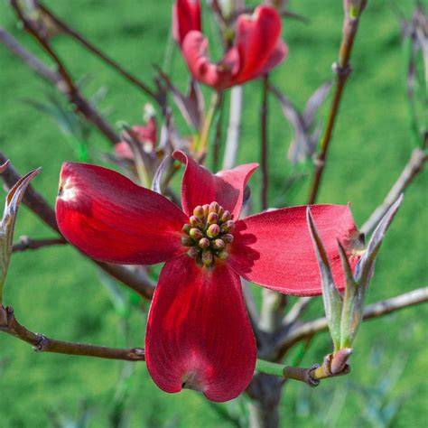 Tree Raging Red Dogwood Dormant Starter Plants, Bulbs & Seeds at Lowes.com