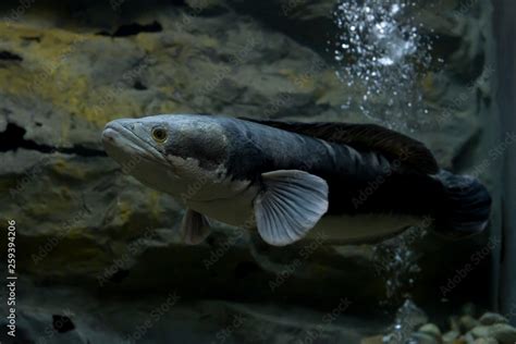 Channa micropeltes fish in aquarium. Wildlife animal. Stock Photo | Adobe Stock