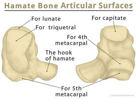 Hamate Bone Definition, Location, Anatomy, Function, & Diagram