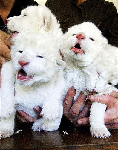 Lions Cubs, White Lions Cubs, | Three white Lions cub. | Flickr