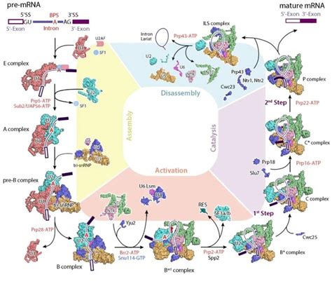 World's 1st electron microscopic structure of a human-derived secondary spliceosome