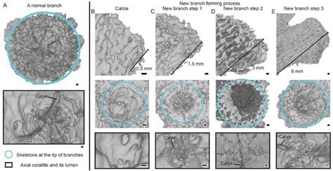 Structure of the axial corallite during the processes of new branch... | Download Scientific Diagram