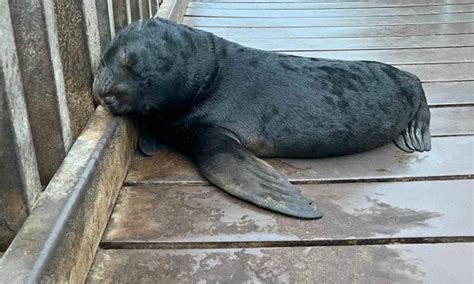 272 seals rescued in first 6 months this year along Namibia's coastline - Global Times