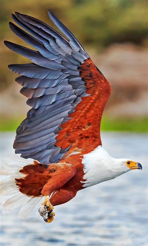 Pigargo vocinglero - African Fish-Eagle - Schreiseeadler - Pygargue vocifer | Birds of prey ...