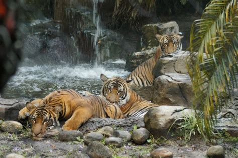 malayan tiger habitat - Google Search | Tiger habitat, Malayan tiger ...