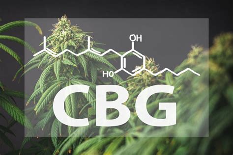 Cannabigerol: Regulator Of The Entire Cannabinoid System - Viral Rang