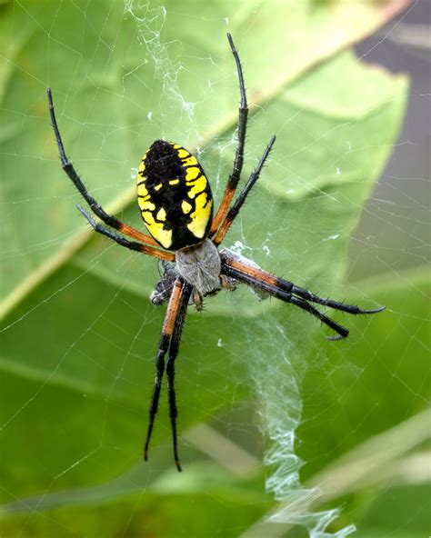 Black and Yellow Argiope | Black and Yellow Argiope (Argiope… | Flickr