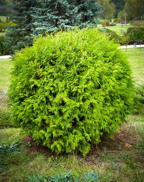 The 30 Best Evergreen Shrubs for the Front of Your House