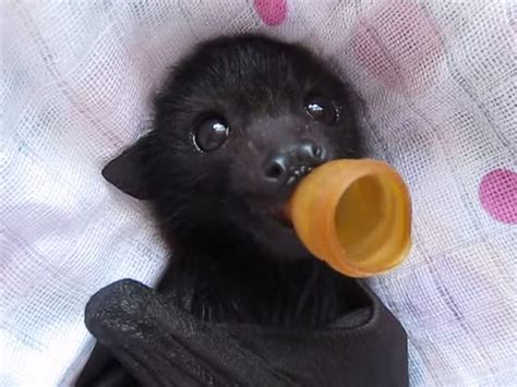 340 best Cutest Bats EVER images on Pinterest | Baby bats, Fluffy pets and Bats
