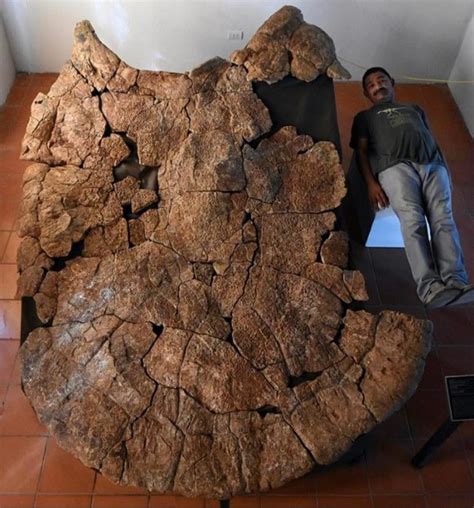 Fossils of a turtle the size of a car have been unearthed in South ...