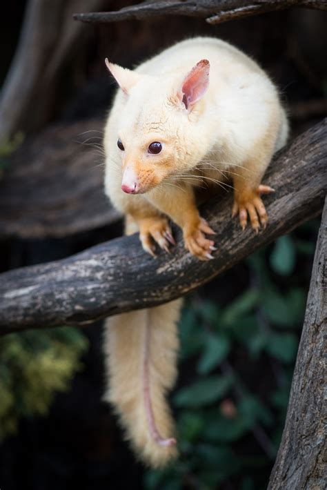 Golden Brushtail Possum | Sean Crane Photography