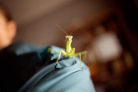 How to Care for a Pet Praying Mantis - A Full Guide