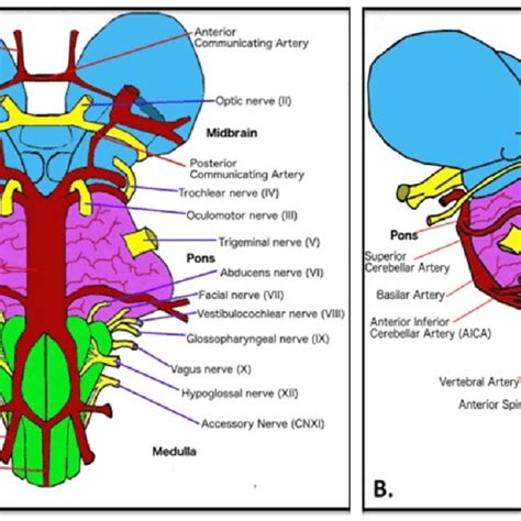 Clinical manifestations of lateral pontine syndrome (A) Body... | Download Scientific Diagram