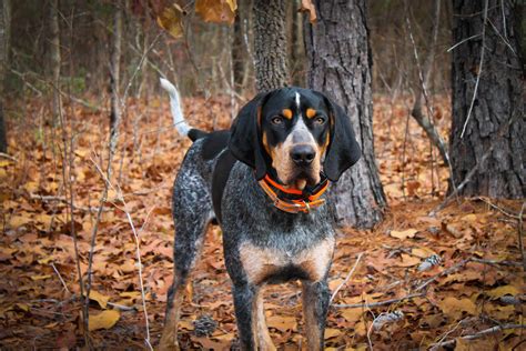 Coon Hunting: Then and Now – Gunpowder Magazine