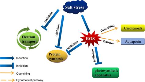 Frontiers | Responses of Membranes and the Photosynthetic Apparatus to Salt Stress in Cyanobacteria
