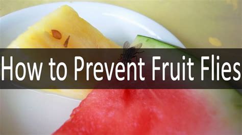 How to Prevent Fruit Flies: All About Stages of Their Life Cycle