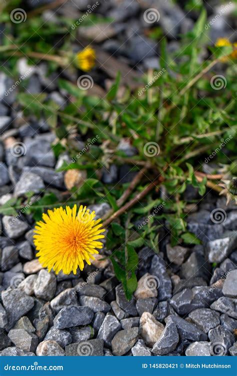 Dandelion Growing in the Rocks Stock Image - Image of flower, background: 145820421