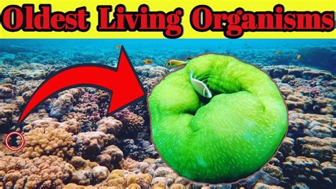 8 Oldest Living Organisms On Earth ! And Unbelievable Facts || FactSign || - YouTube