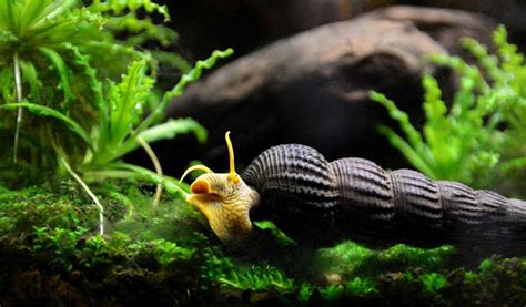 Do Snails Eat Fish Poop? - Aquatic Eden