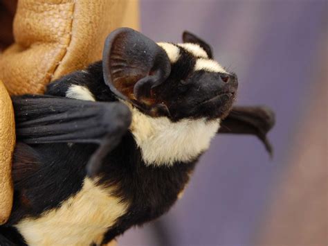 Newly discovered bat species looks like a little flying panda! : r/Awwducational