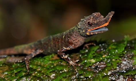 Conserving rainforest lizards: Study offers an important road map