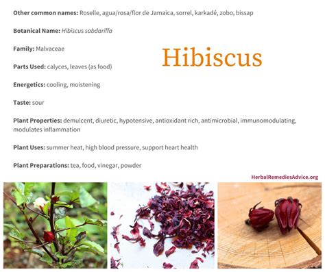 Benefits of Hibiscus