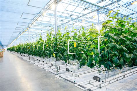 Detailed Guide to Greenhouse Farming from Scynce LED