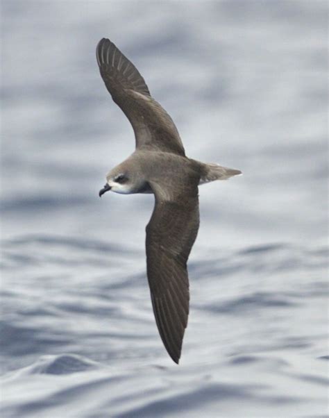 Petrel (aka cahow) - This bird was thought to be extinct for 300 years, but now we know there ...