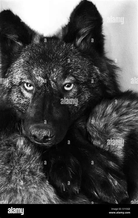 Black wolf taxidermy resting head on paws Stock Photo - Alamy