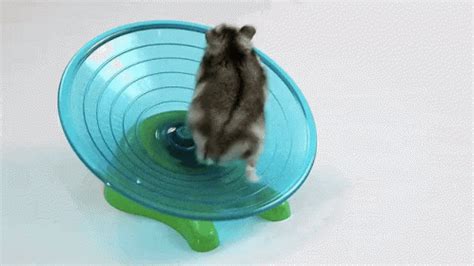 Animals Hamster GIF - Animals Hamster - Discover & Share GIFs | Hamster, Animals, Unisex cat names