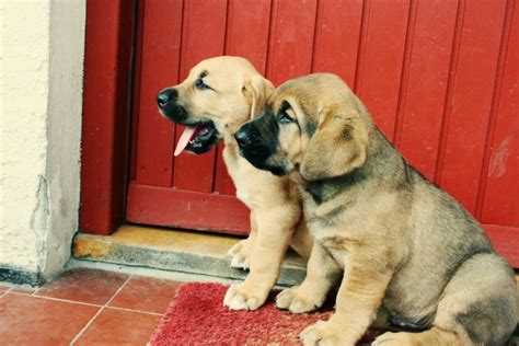 Broholmer Puppies Behavior And Characteristics In Different Months Until One Year