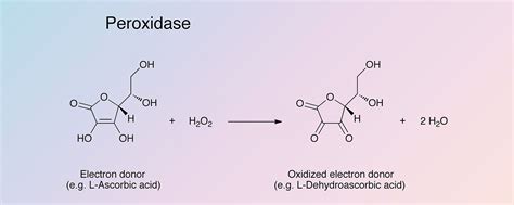 Peroxidase Reaction