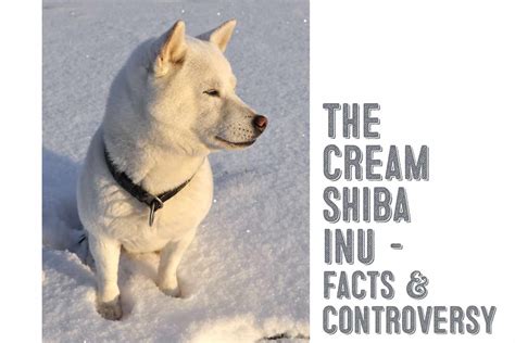 The Cream Shiba Inu – The Facts And The Controversy - My First Shiba Inu