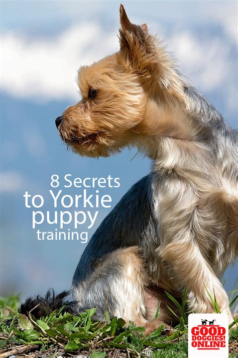 The 8 Secrets To Yorkie Puppy Training - Good Doggies Online | Puppy training, Yorkie puppy ...