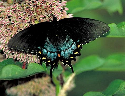 Butterfly species and their host plants | Welcome Wildlife