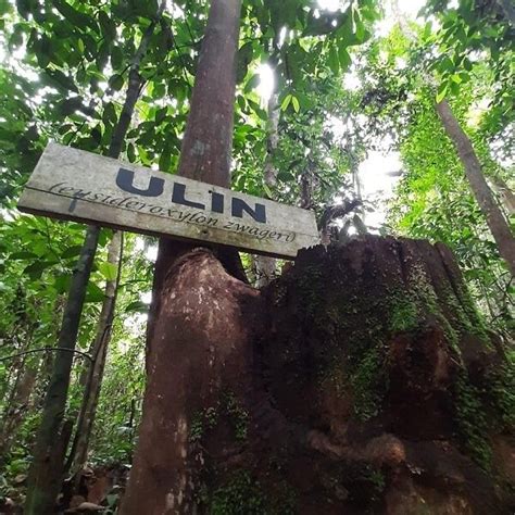 Borneo’s endangered treasure — Kaltimber - Timber merchant - Flooring shop