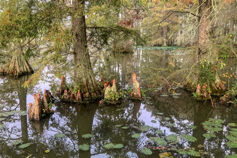 Glide through Delaware's Trap Pond, home to a stunning bald cypress stand - Roadtrippers