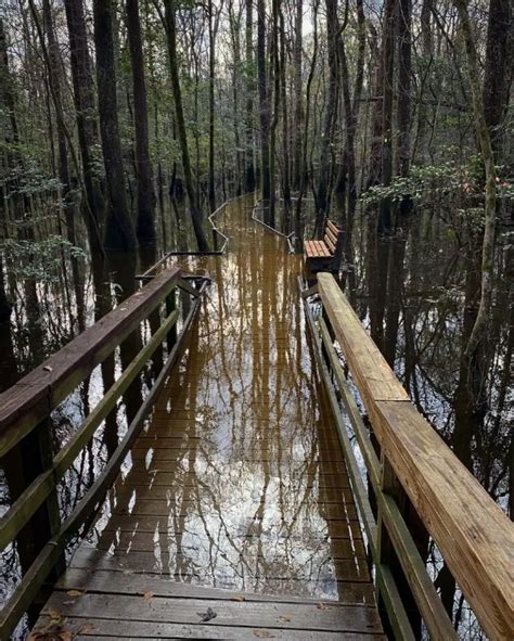 5 Best Things To Do in Congaree National Park (South Carolina)