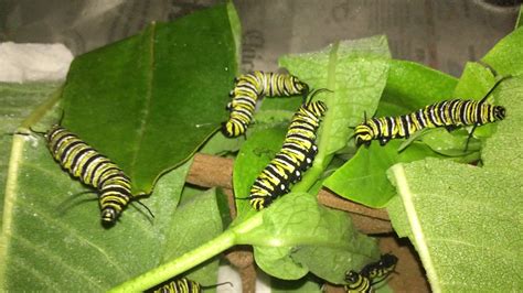 Monarch Caterpillars eating Milkweed on 9/2/2018 - YouTube