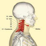 ¿Cuál es el hueso más pequeño del cuerpo humano? | Saber es práctico