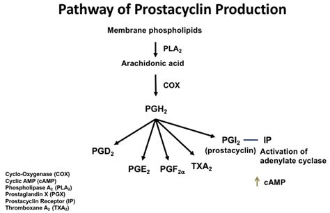 Biomedicines | Free Full-Text | Prostacyclin Regulation of Allergic Inflammation